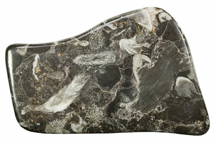 Polished Devonian Fossil Coral and Bryozoan Plate - Morocco #365143